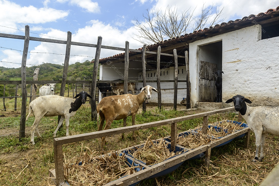 Fazenda de pequenos caprinos e ovinos
