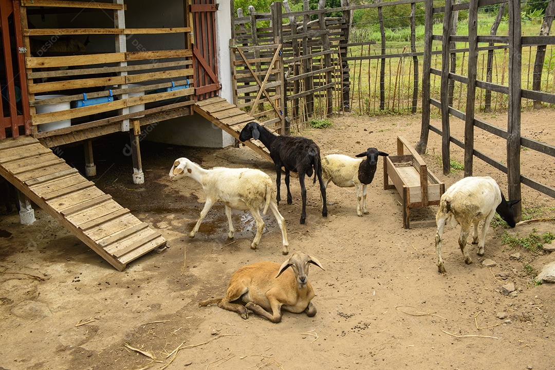 Fazenda de pequenos caprinos e ovinos