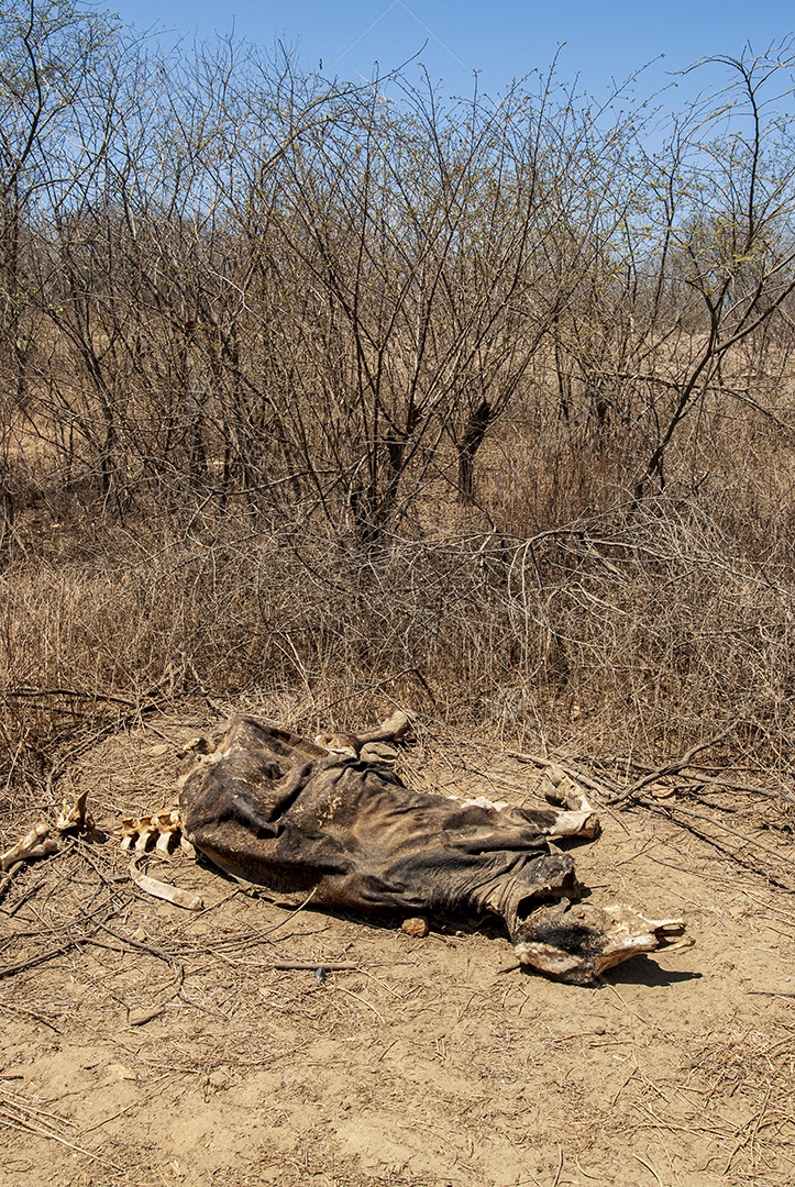 Carcaça de vaca morta devido à seca na Caatinga