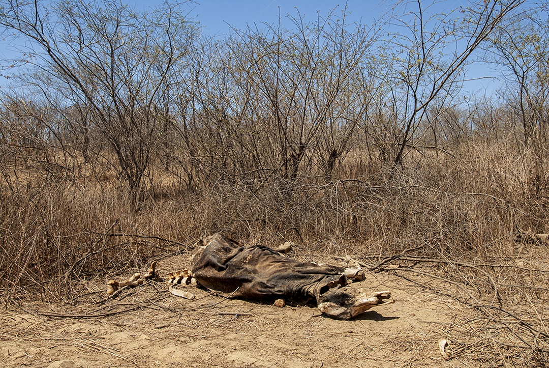 Carcaça de vaca morta devido à seca na Caatinga