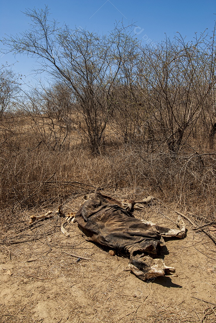 Carcaça de vaca morta devido à seca na Caatinga