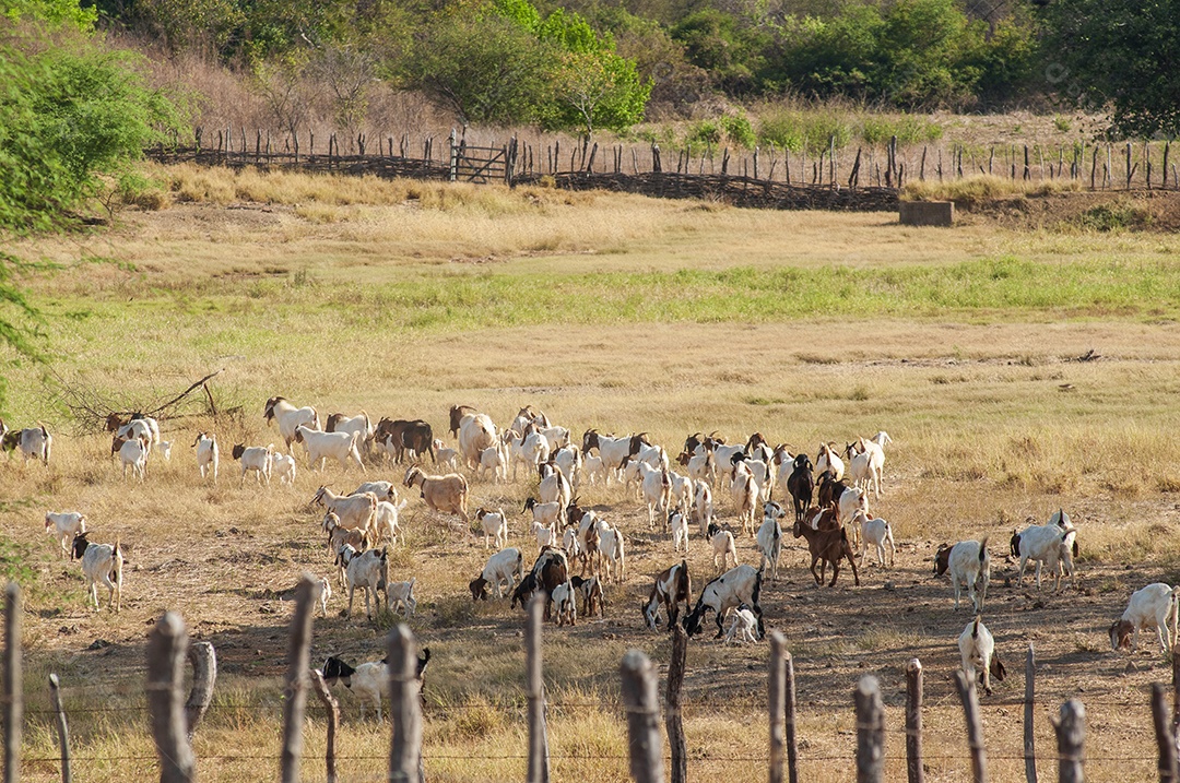 Caprinocultura cabras passeando em pasto