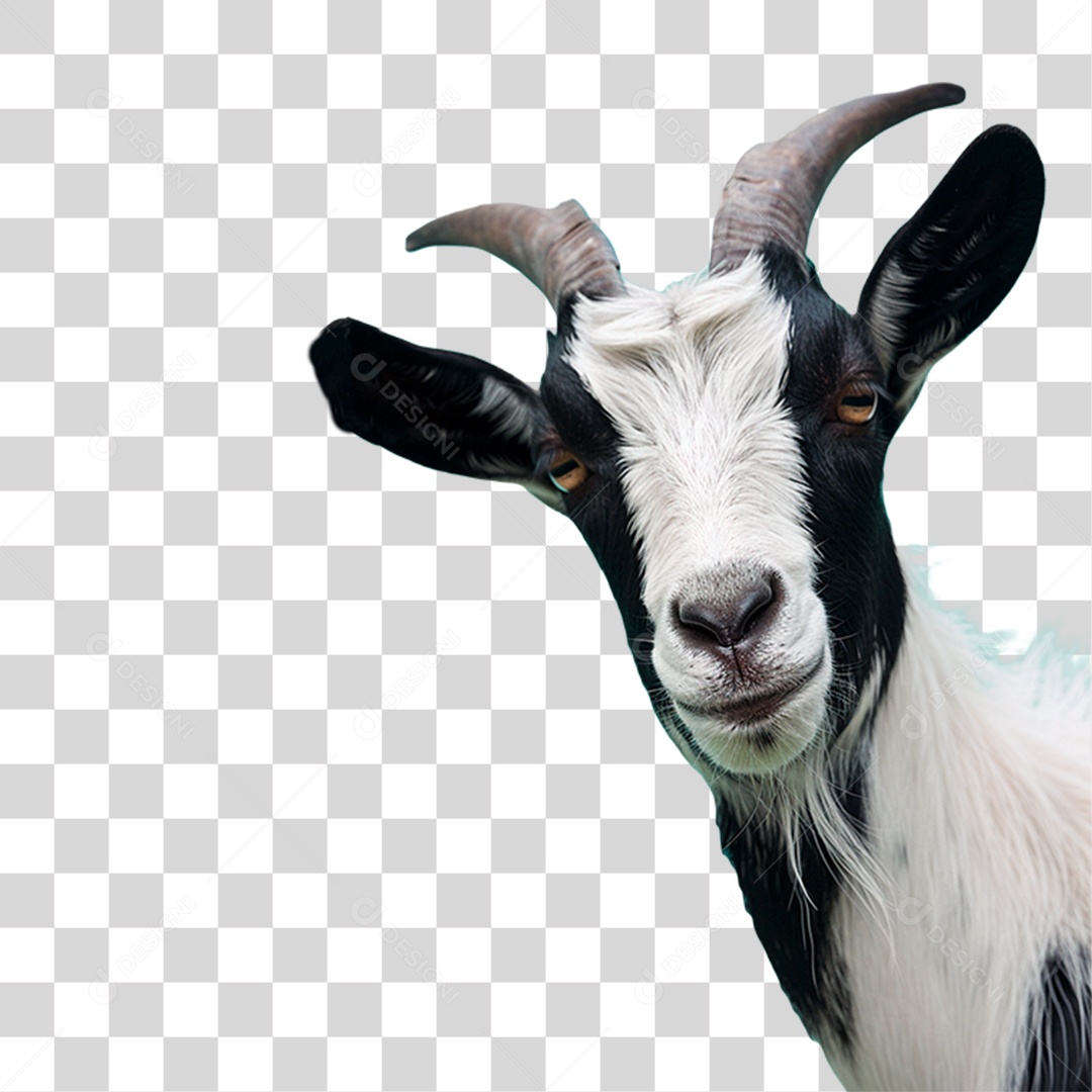 Cabra Branca PNG Transparente