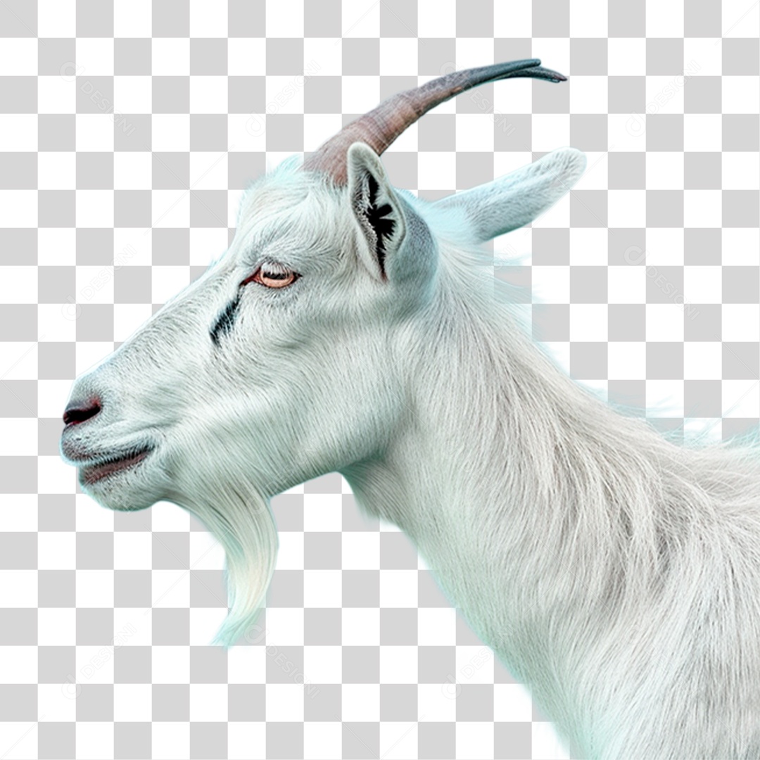 Bode Branco PNG Transparente