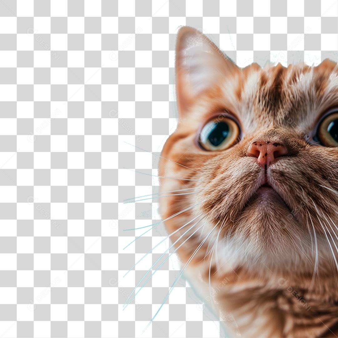 Gato de Raça PNG Transparente