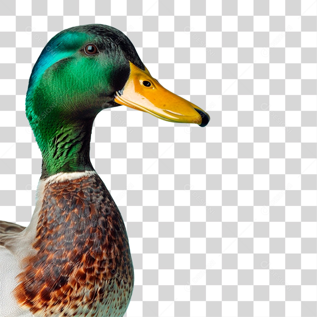 Pato PNG Transparente