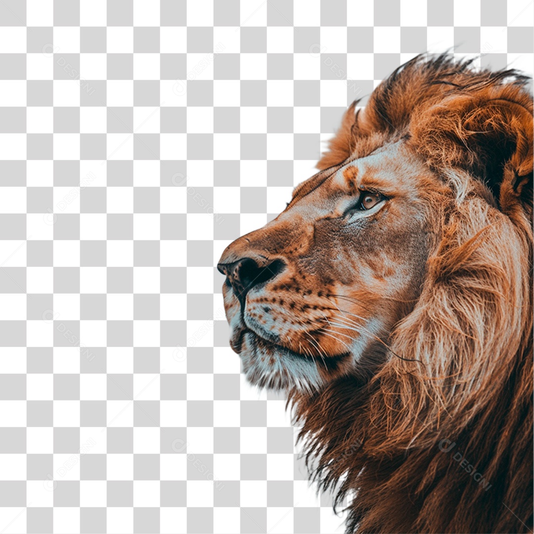 Leão PNG Transparente