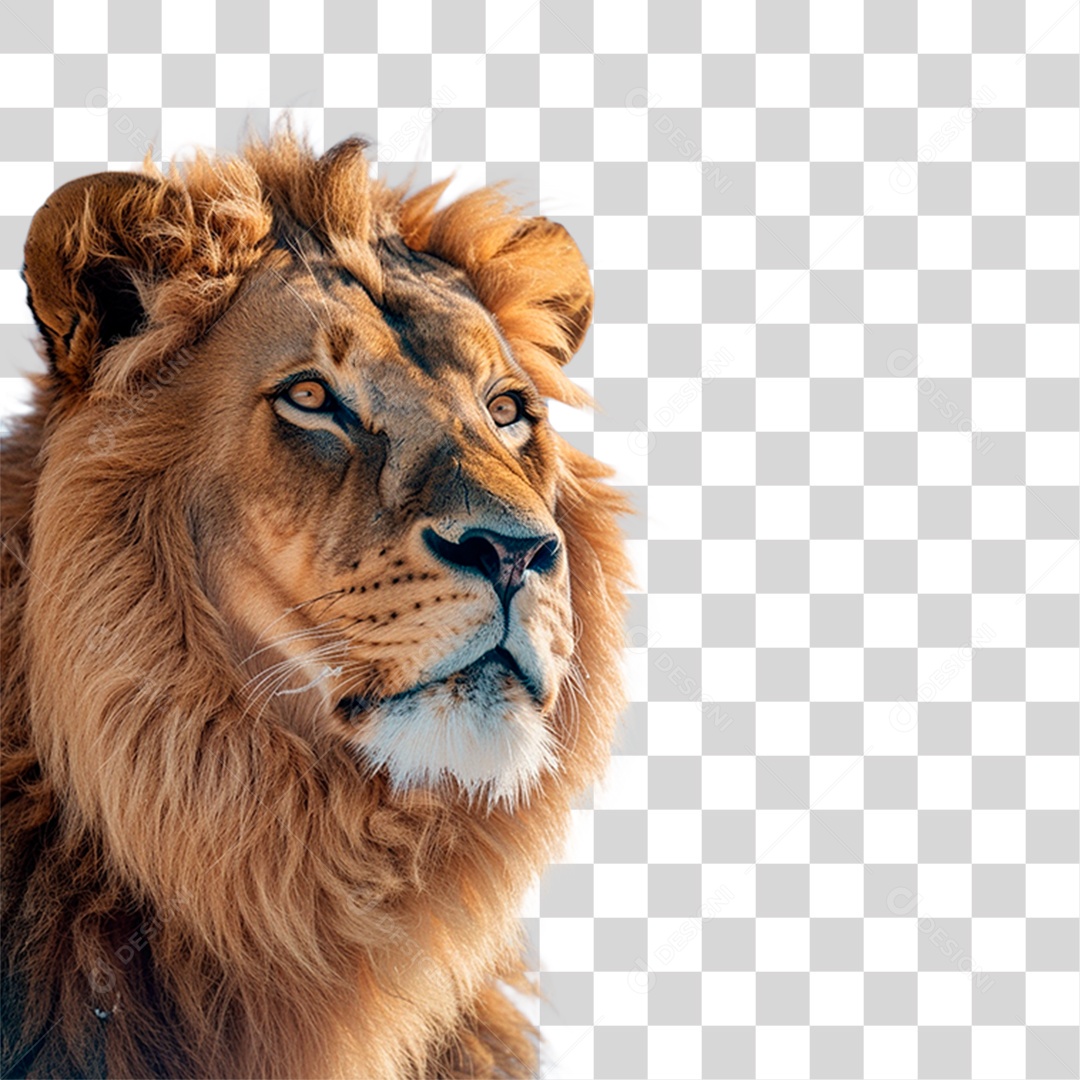 Leão PNG Transparente
