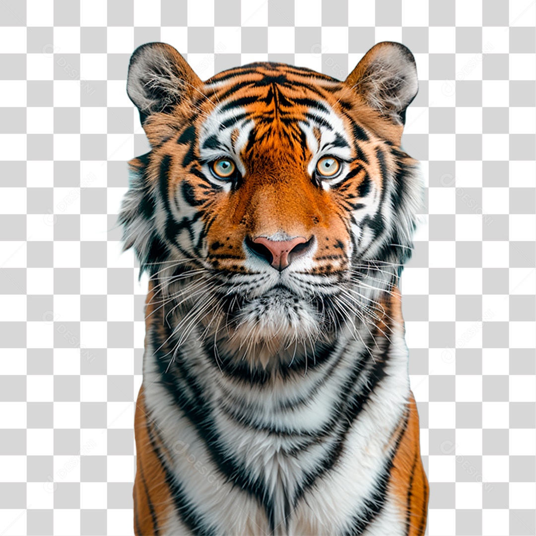 Tigre Siberiano PNG Transparente