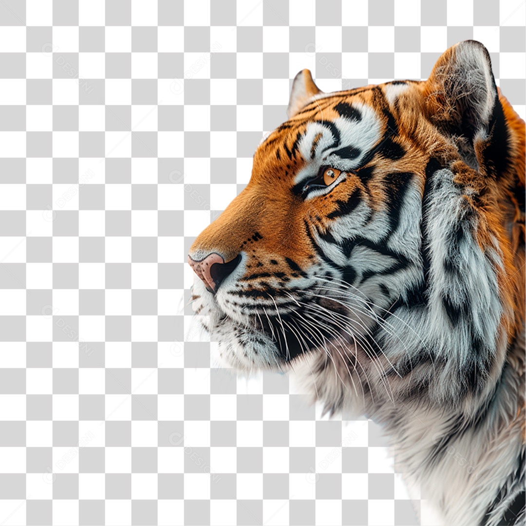 Tigre Siberiano PNG Transparente