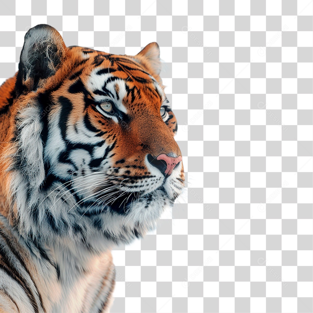 Tigre Siberiano PNG Transparente