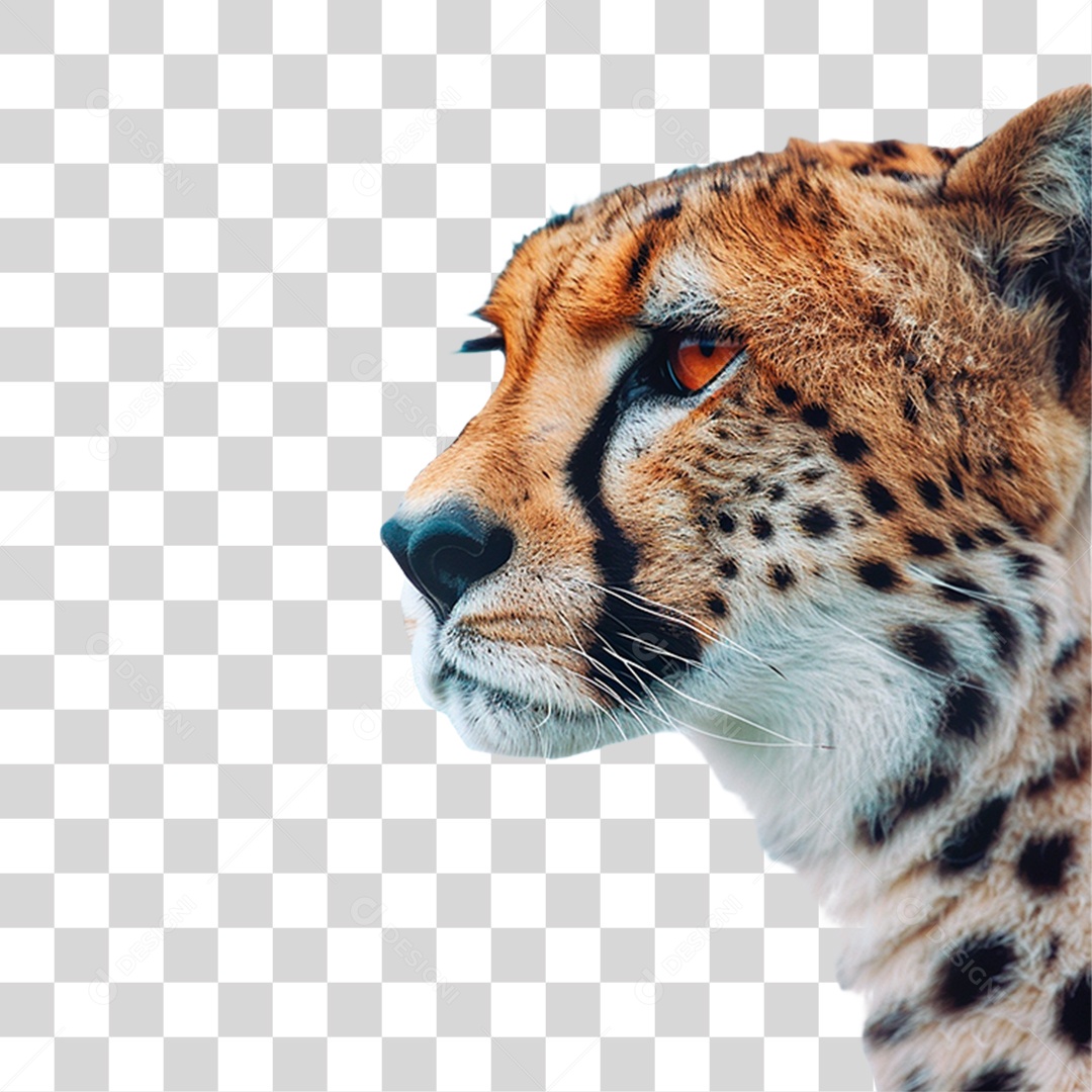 Guepardo PNG Transparente