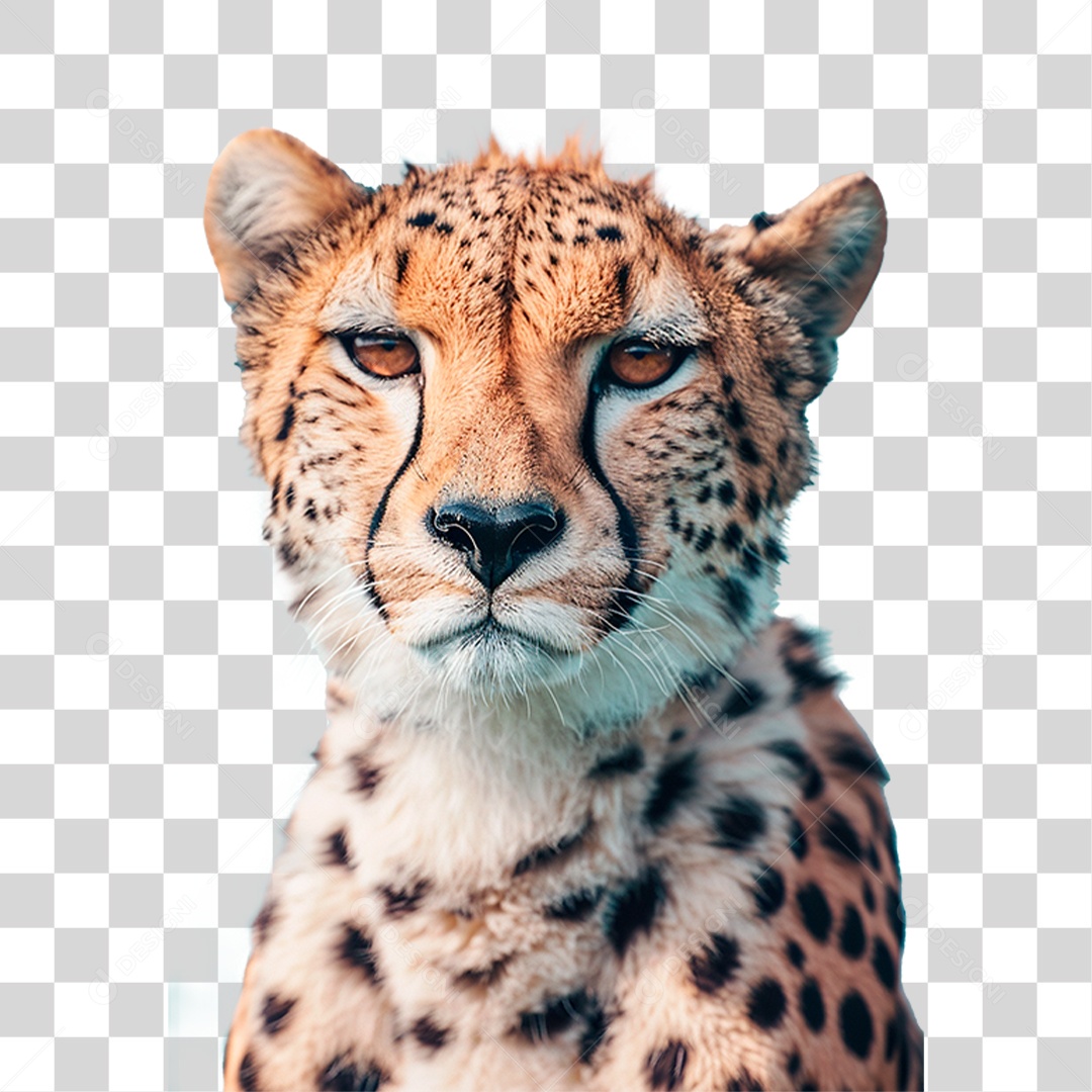 Guepardo PNG Transparente