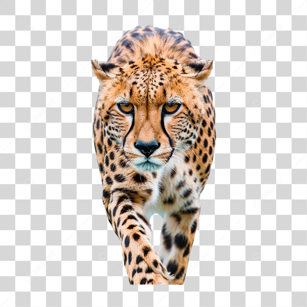 Guepardo PNG Transparente