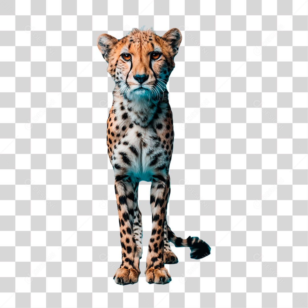 Guepardo PNG Transparente