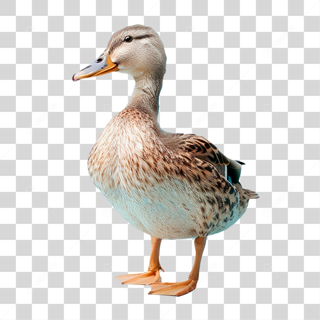 Pato PNG Transparente
