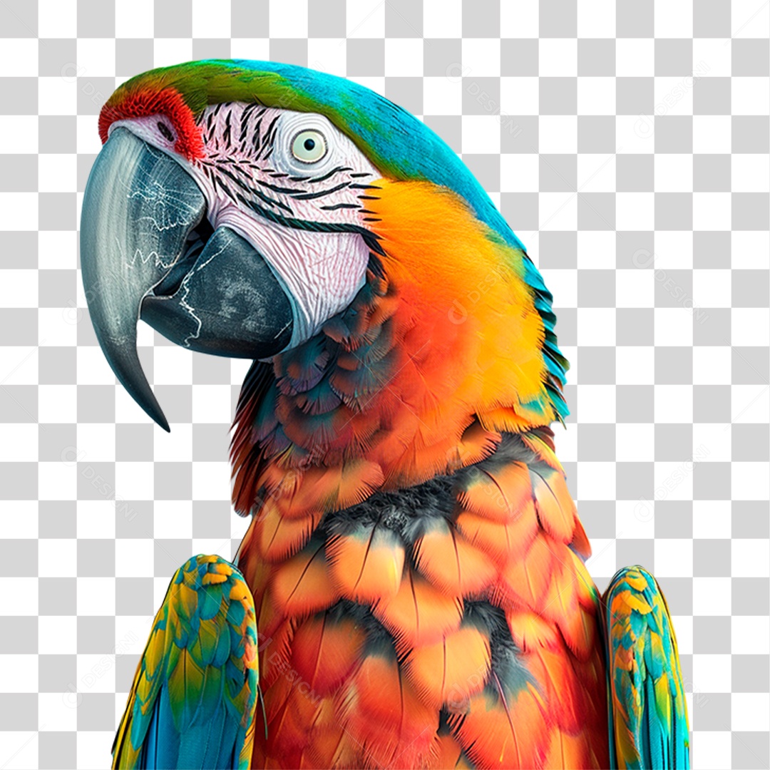 Arara Vermelha PNG Transparente