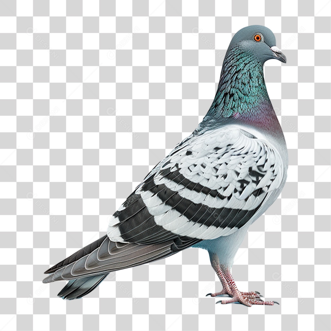 Pombo PNG Transparente