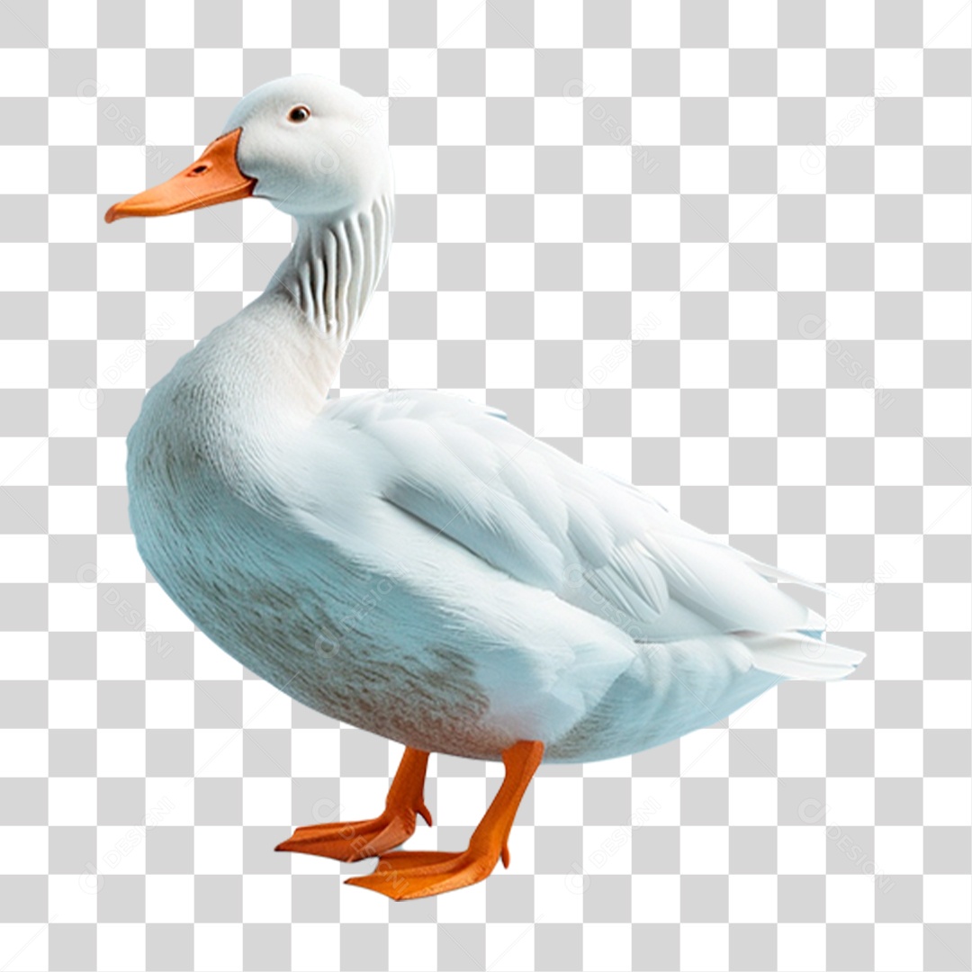 Pato Branco PNG Transparente