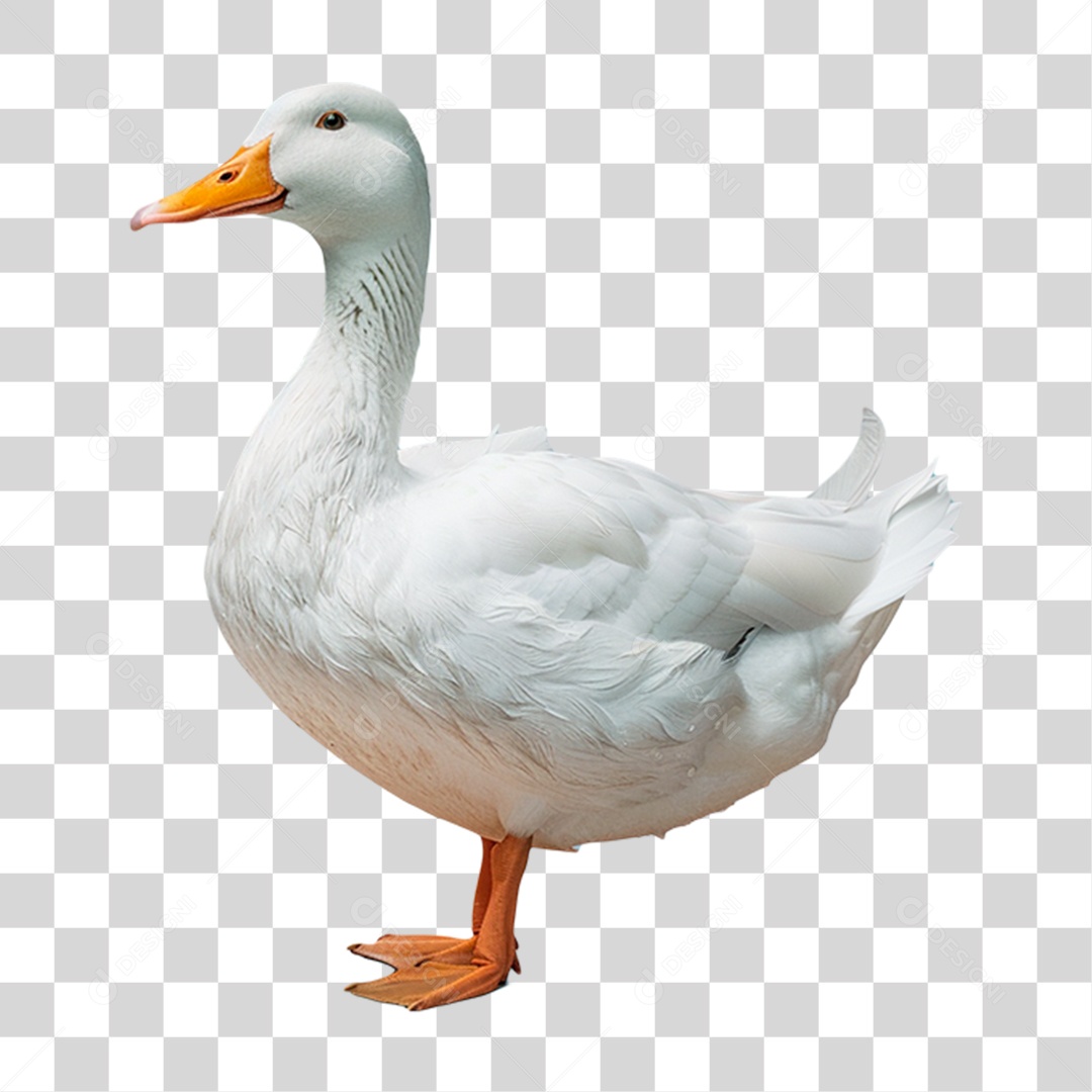 Pato Branco PNG Transparente