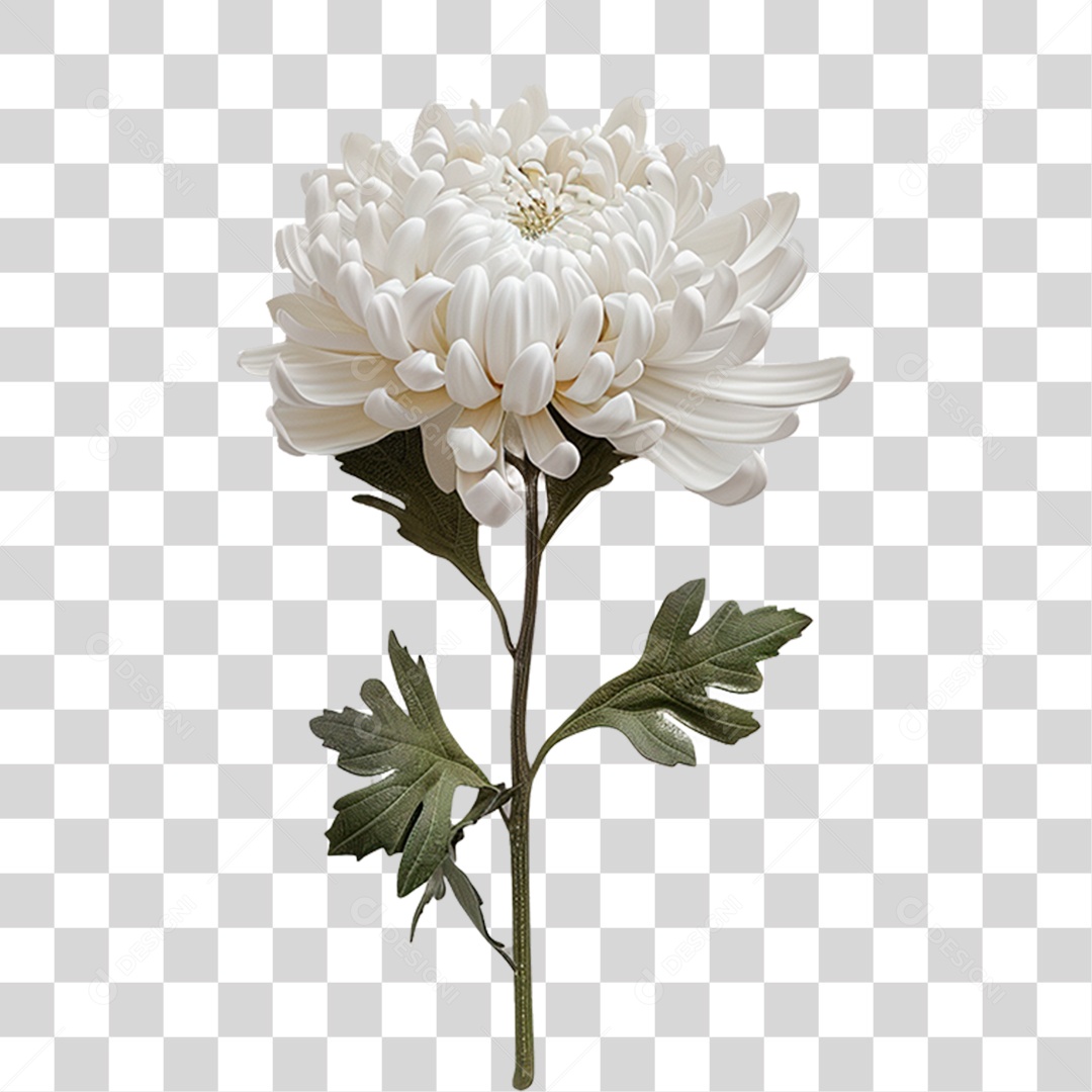Flor Branca PNG Transparente
