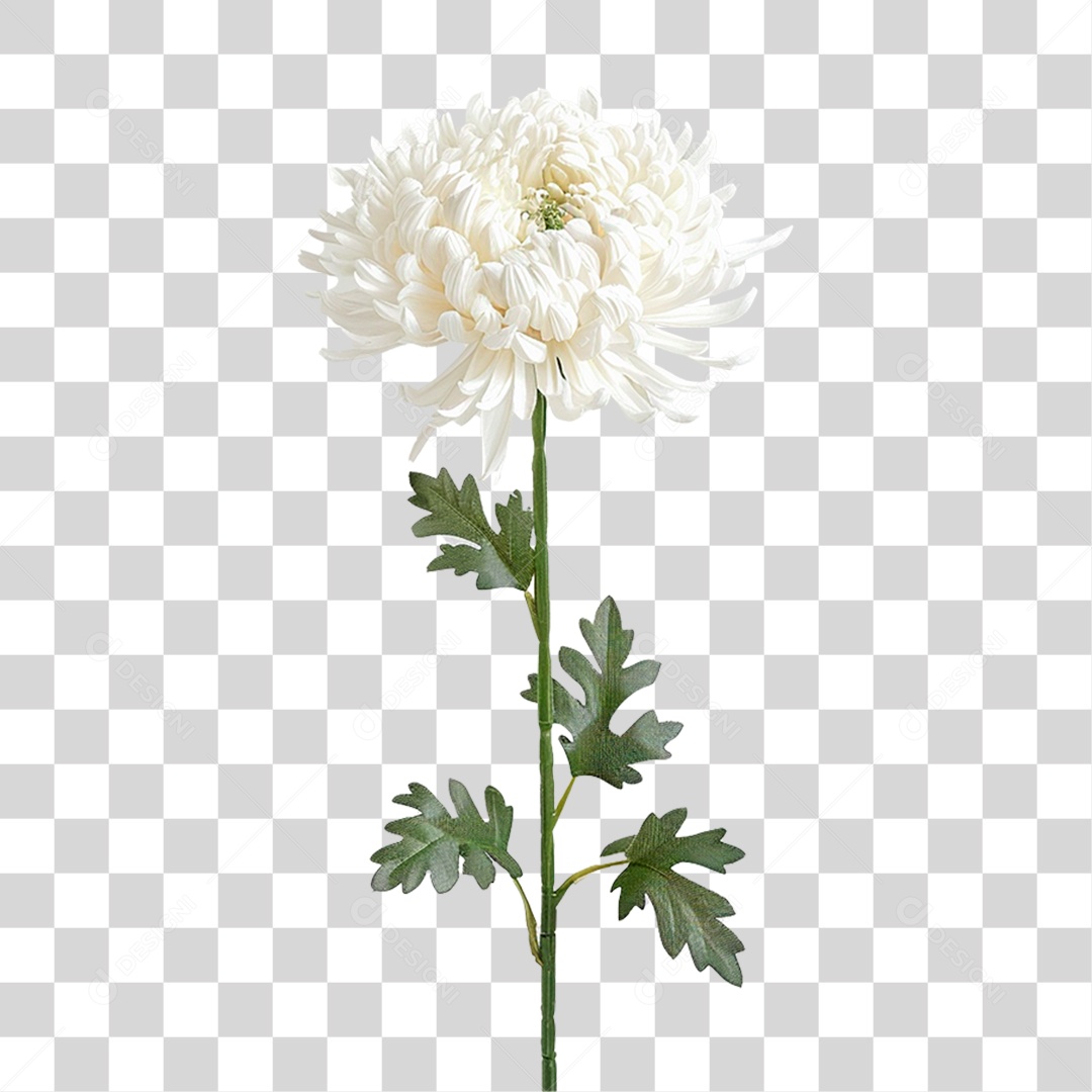 Flor Branca PNG Transparente