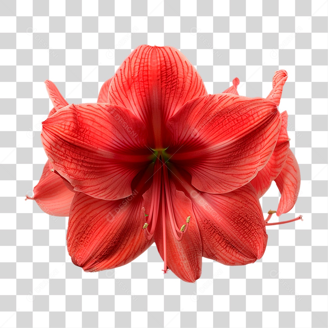 Flor Vermelha PNG Transparente