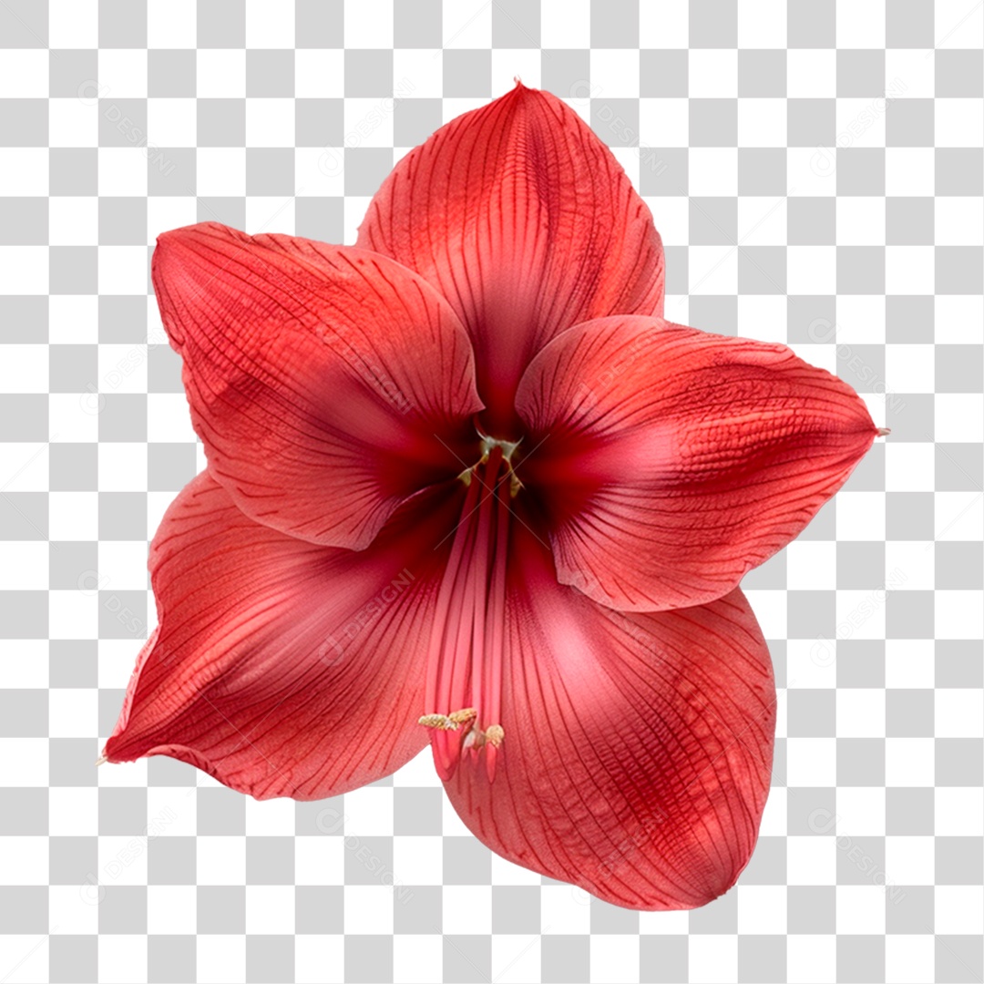 Flor Vermelha PNG Transparente