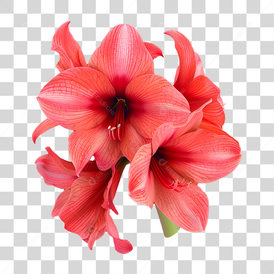 Flor Vermelha PNG Transparente