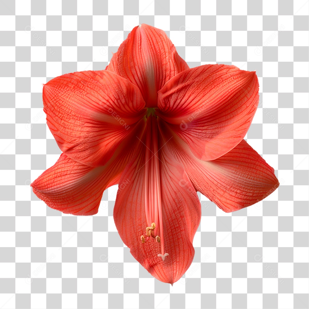Flor Vermelha PNG Transparente