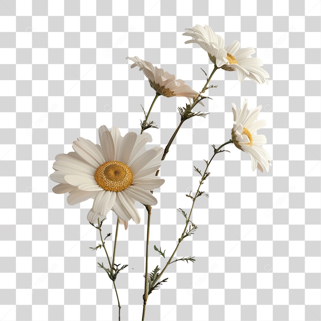 Flor Branca PNG Transparente