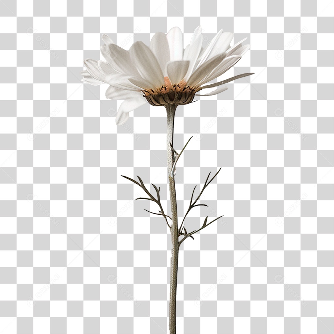 Flor Branca PNG Transparente