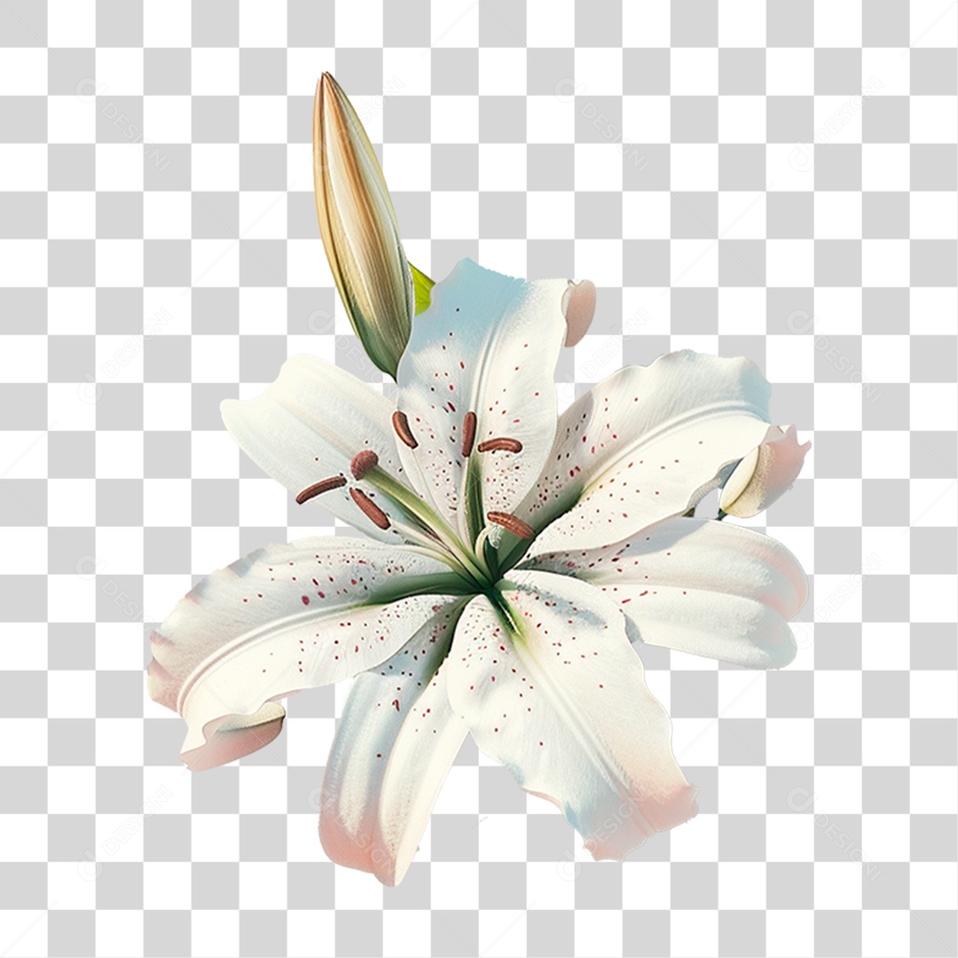 Flor Branca PNG Transparente