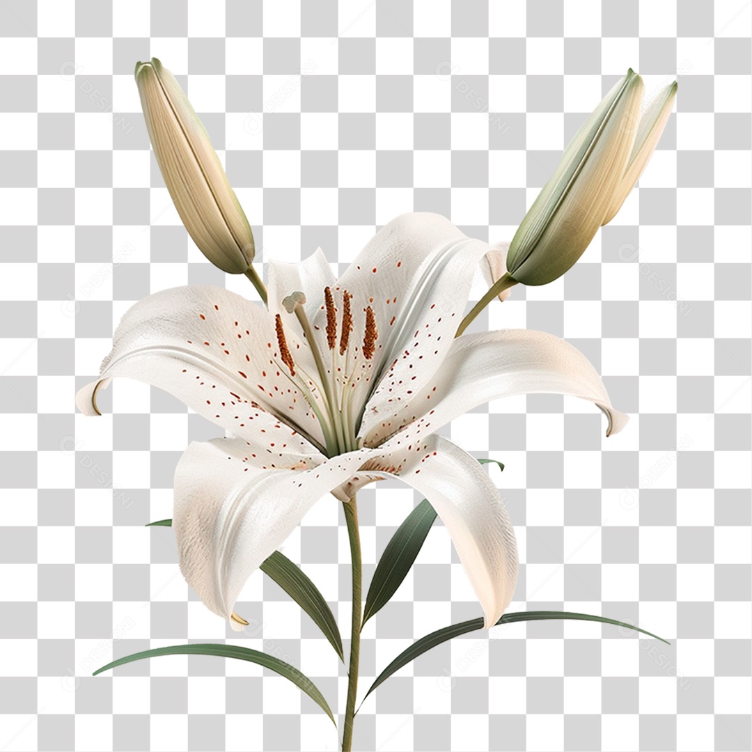 Flor Branca PNG Transparente