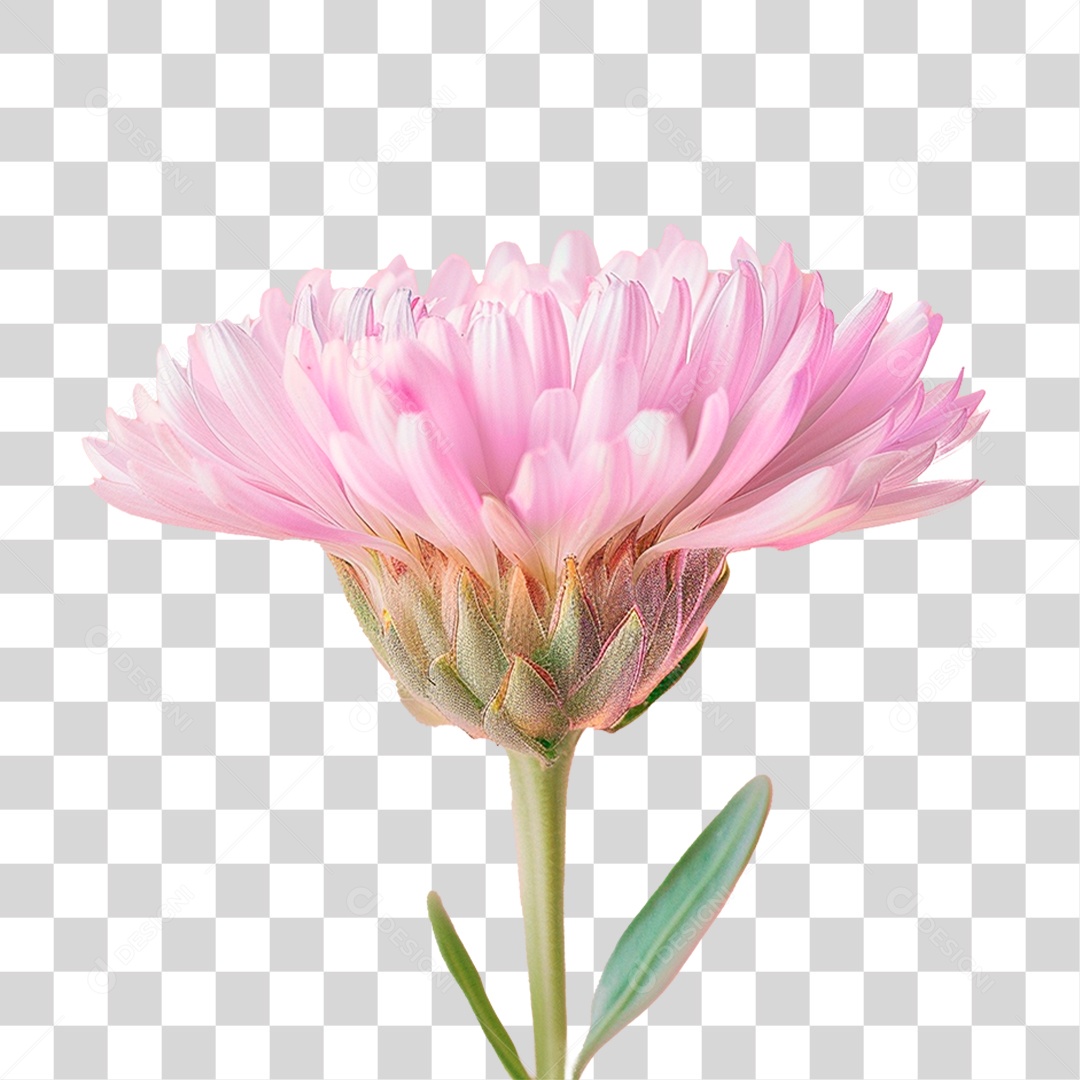 Flor Rosa PNG Transparente