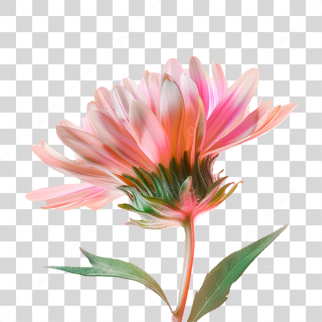 Flor Rosa PNG Transparente