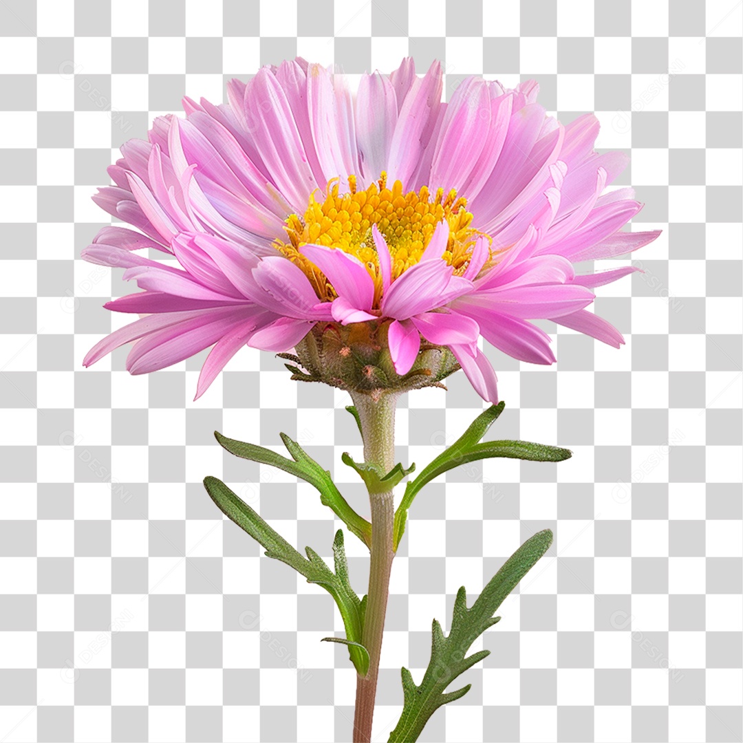 Flor Rosa PNG Transparente