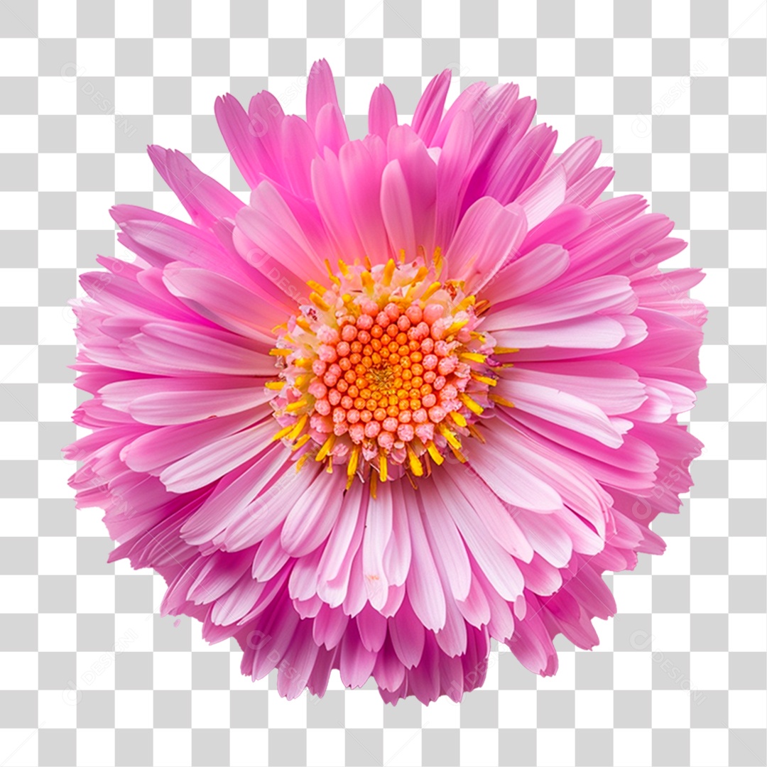 Flor Rosa PNG Transparente