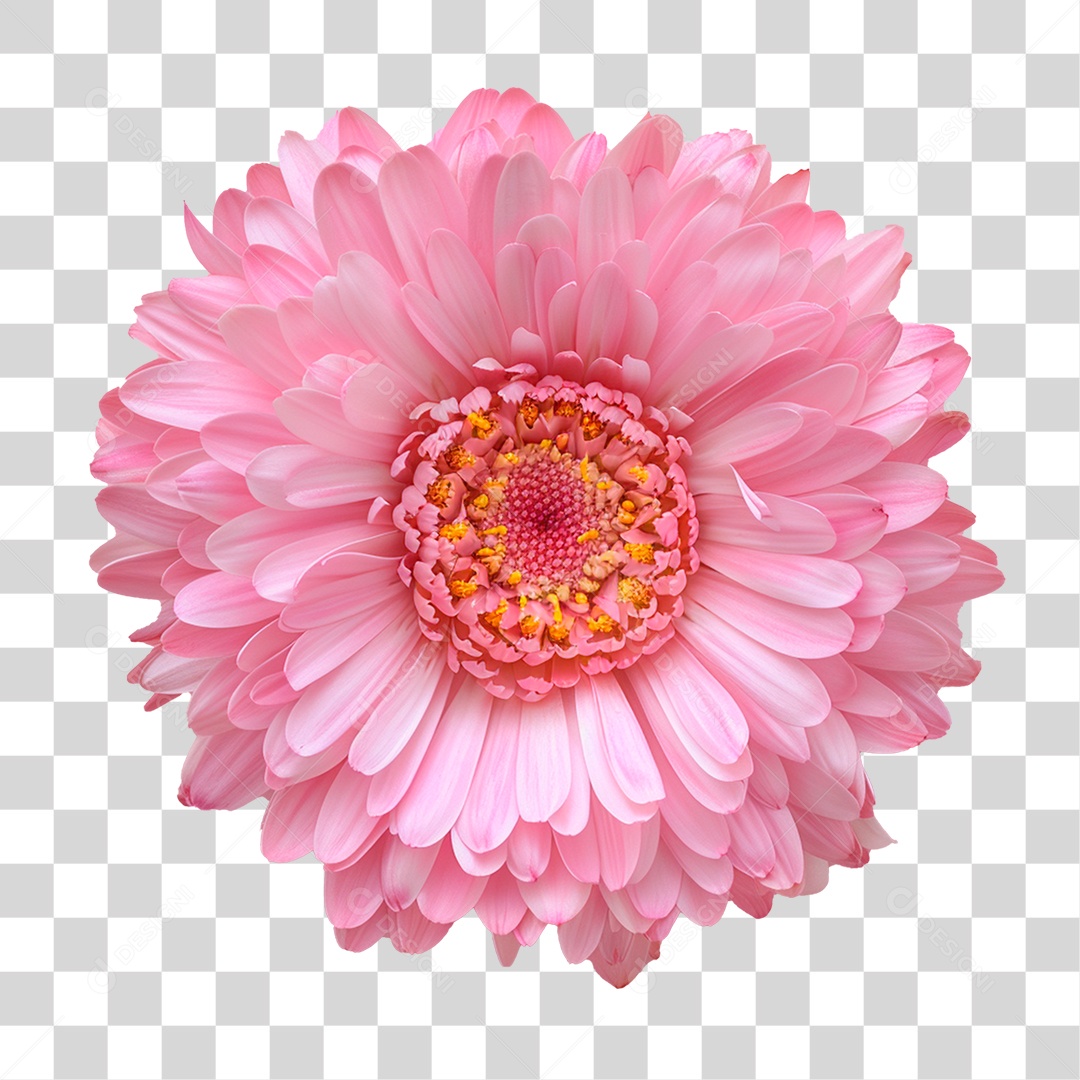 Flor Rosa PNG Transparente