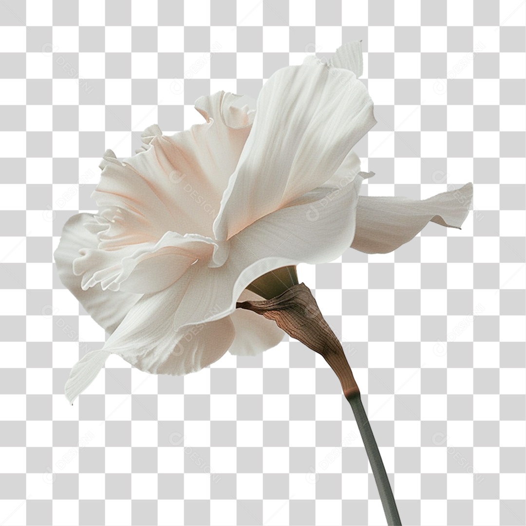 Flor de Narciso PNG Transparente