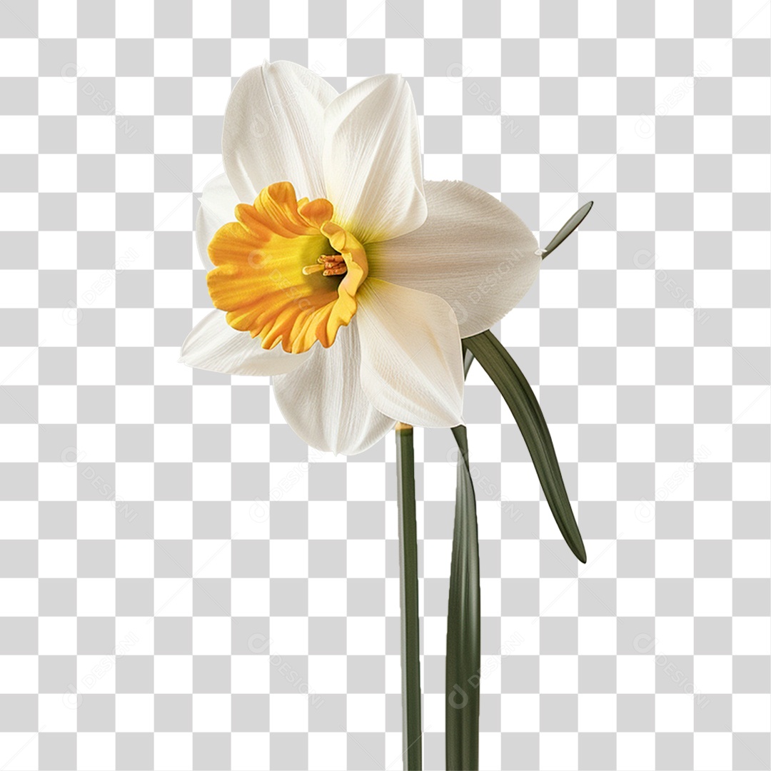 Flor de Narciso PNG Transparente