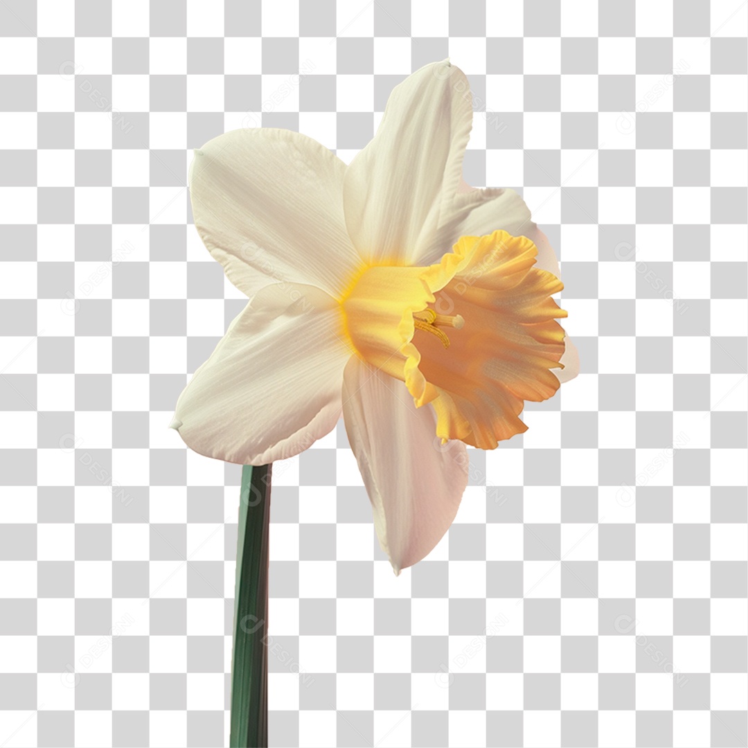 Flor de Narciso PNG Transparente
