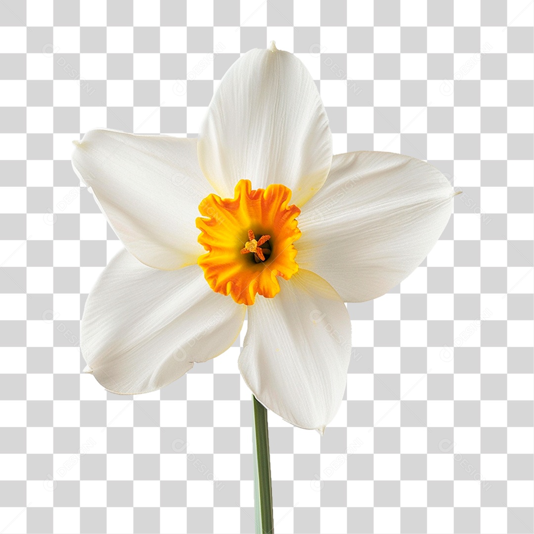 Flor de Narciso PNG Transparente