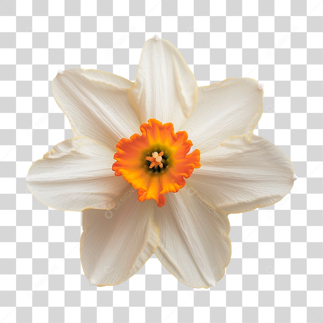 Flor de Narciso PNG Transparente