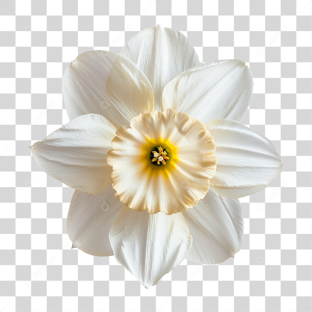 Flor de Narciso PNG Transparente