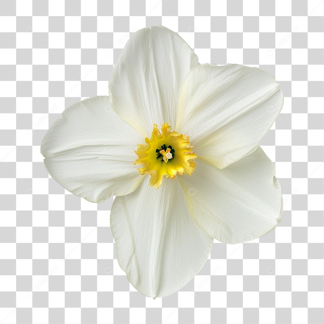 Flor de Narciso PNG Transparente