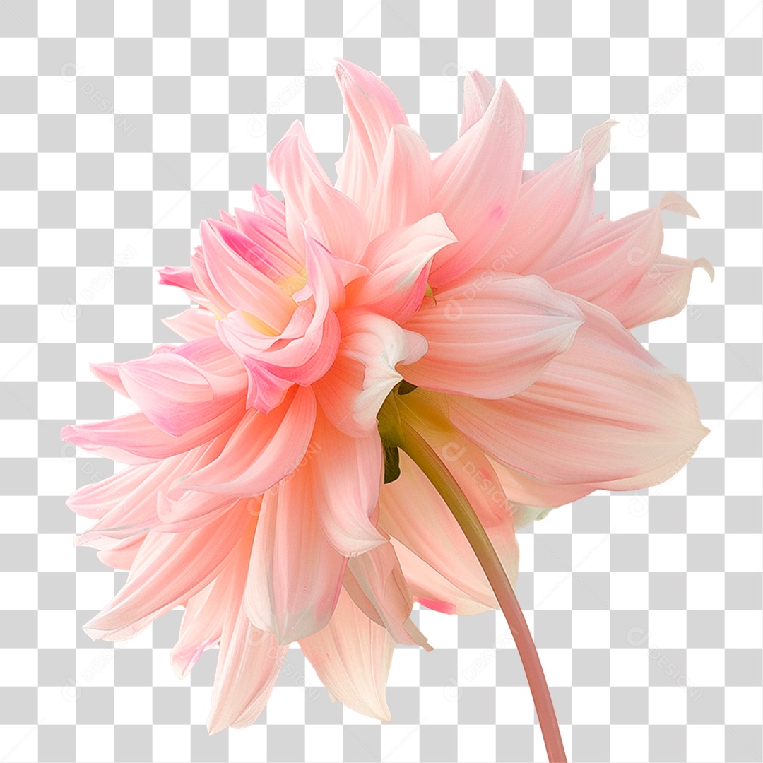 Flor Dália PNG Transparente