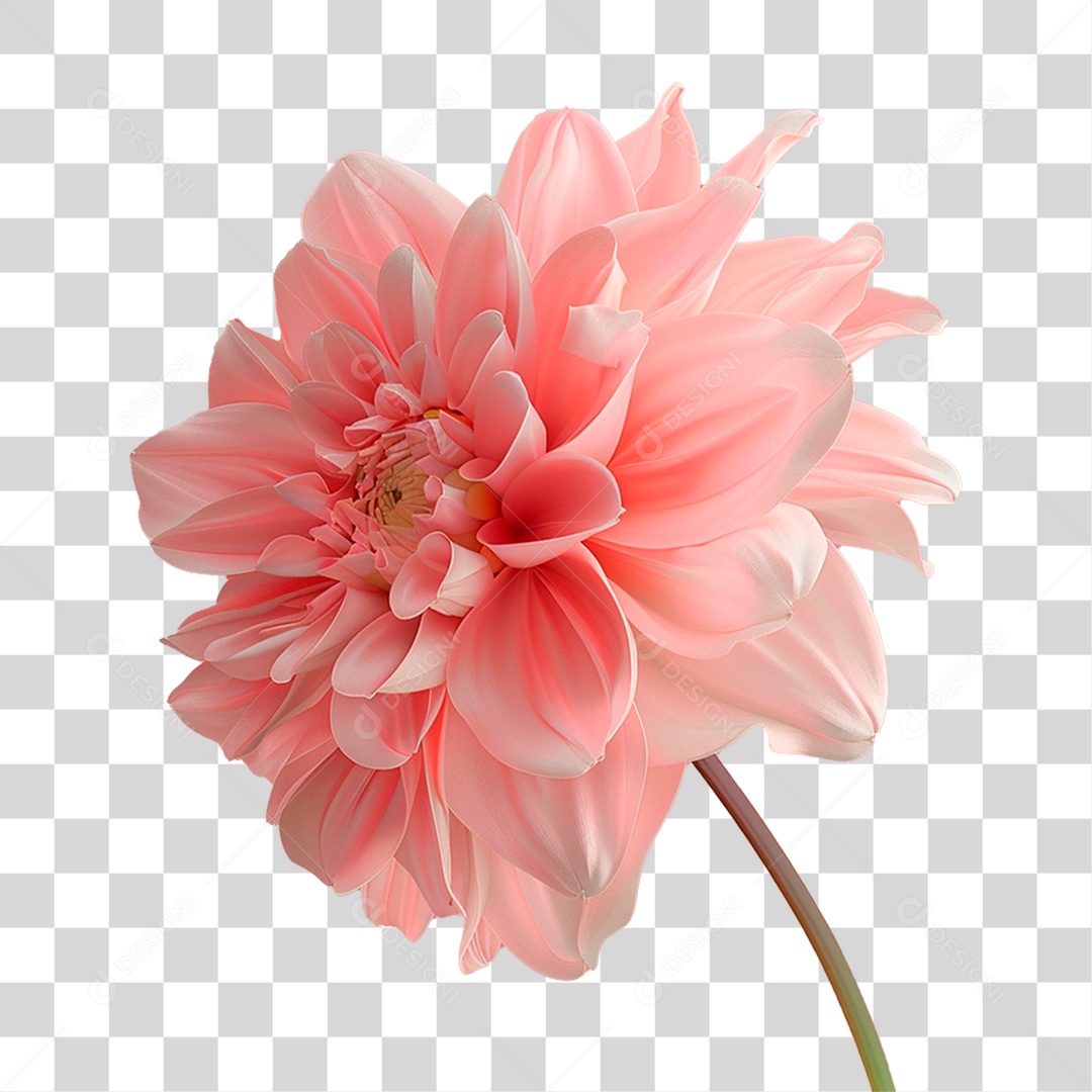 Flor Dália PNG Transparente