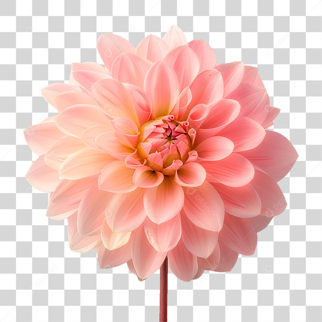 Flor Dália PNG Transparente