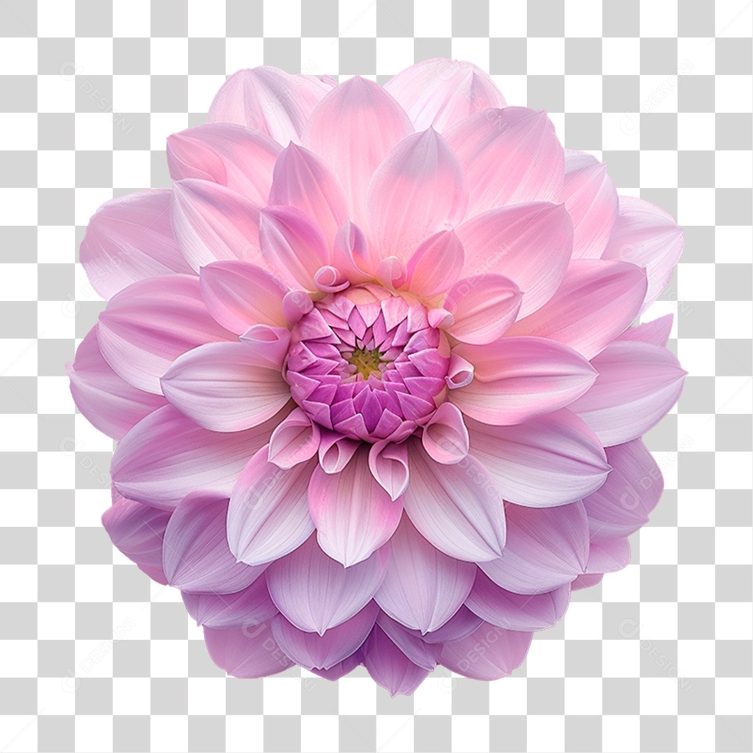 Flor Dália PNG Transparente